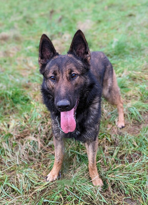 Sarius Schäferhund sucht noch sein Zuhause, mit Video, Schäferhund - Rüde