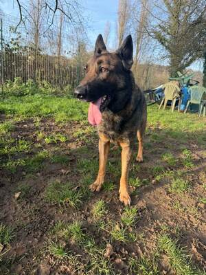 Sarius Schäferhundmix wartet über 3 Jahre, mit Videos, Schäferhund - Rüde