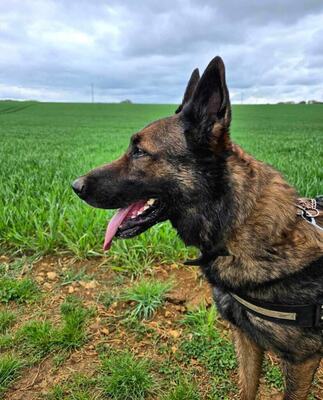 Sarius verträglicher Schäferhund Mix Rüde, mit Video, Schäferhund - Rüde