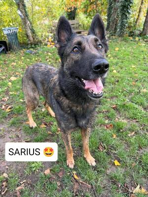 Sarius verträglicher Schäferhundmix wartet schon lange, mit Video