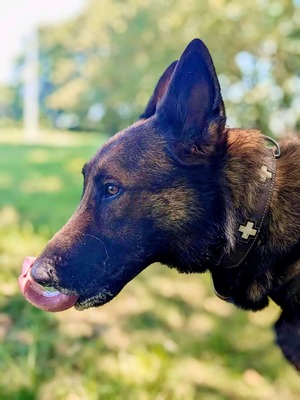 Sarius verträglicher Schäferhundmix wartet schon lange, mit Video, Schäferhund - Rüde
