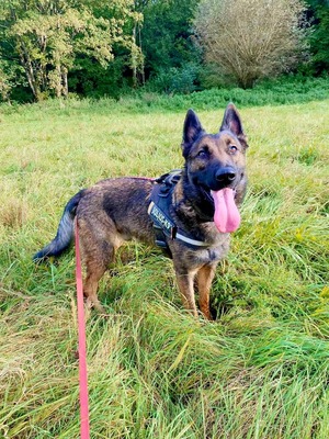 Sarius verträglicher Schäferhundmix wartet schon lange, mit Video, Schäferhund - Rüde
