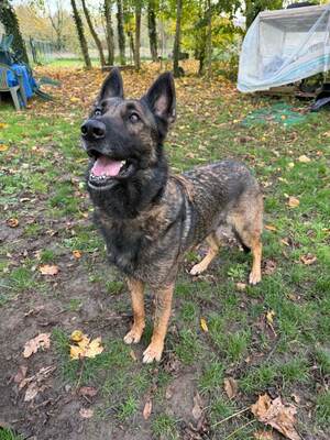 Sarius verträglicher Schäferhundmix wartet schon lange, mit Video, Schäferhund - Rüde