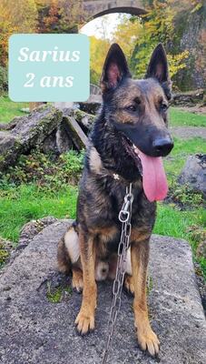 Sarius verträglicher Schäferhundmix wartet schon lange, mit Video, Schäferhund - Rüde