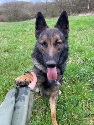 Sarius verträglicher Schäferhundmix wartet schon lange, mit Video, Schäferhund - Rüde