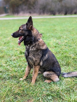 Sarius verträglicher Schäferhundmix wartet schon lange, mit Video, Schäferhund - Rüde