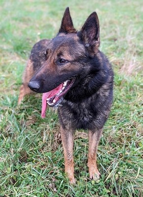 Sarius verträglicher Schäferhundmix wartet schon lange, mit Video, Schäferhund - Rüde