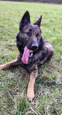 Sarius verträglicher Schäferhundmix wartet schon lange, mit Video, Schäferhund - Rüde