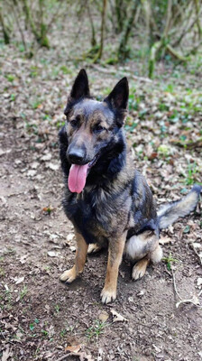 Sarius verträglicher Schäferhundmix wartet schon lange, mit Video, Schäferhund - Rüde