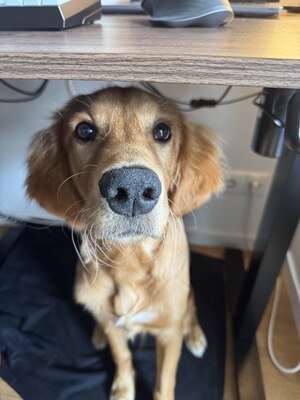 Sartre, Golden Retriever - Rüde