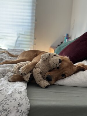 Sartre, Golden Retriever - Rüde