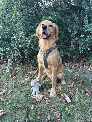 Sartre, Golden Retriever - Rüde