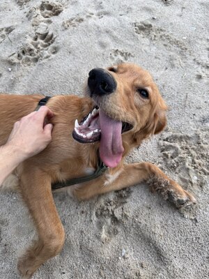 Sartre, Golden Retriever - Rüde