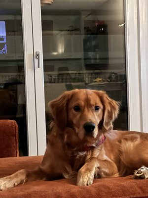 Sartre, Golden Retriever - Rüde