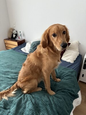 Sartre, Golden Retriever - Rüde