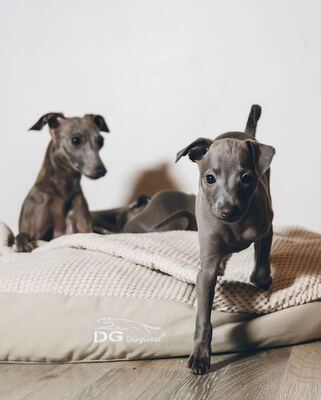 Saryen, Italienische Windspiel Welpen - Rüde