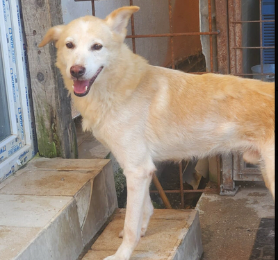 Sascha, Labrador und unbekannt - Rüde