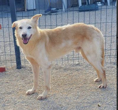 Sascha, Labrador und unbekannt - Rüde