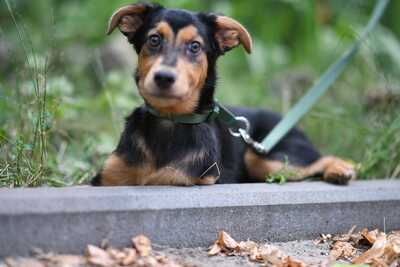 Sascha, Schäferhund, Dobermann Welpen - Hündin