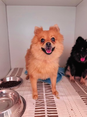 💐 Sashimi (W), ca. 2 Jahre, ca. 3,8kg, auf Pflegestelle - aktiv und freundlich, Spitz-Mix - Hündin