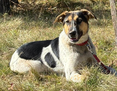 Sasy wartet auf IHRE Familie, Mischling - Hündin