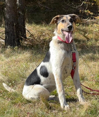 Sasy wartet auf IHRE Familie, Mischling - Hündin