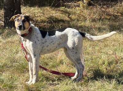 Sasy wartet auf IHRE Familie, Mischling - Hündin