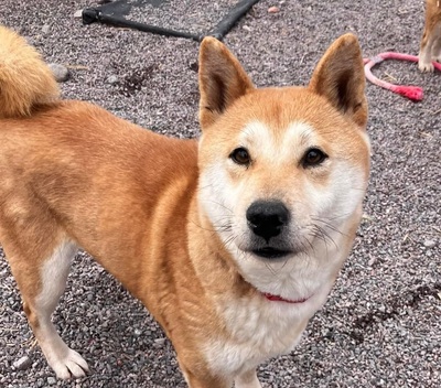 Satomi - zurückhaltend, verträglich, Shiba-Inu - Hündin