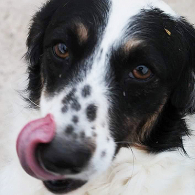 Savina, Mischling - Hündin