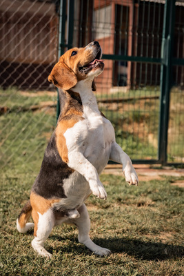 Sawyer - zutraulich und anhänglich gegenüber Bekannten, gegenüber Unbekannten und in Stresssituationen unsicher, bewegungsfreudig, liebt Spaziergänge, Beagle (Video-Link vorhanden) - Rüde