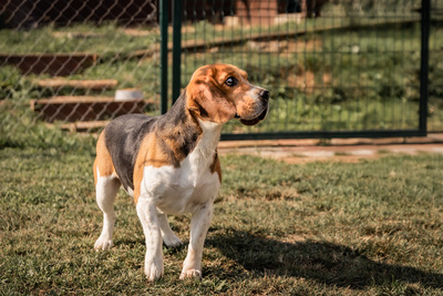 Sawyer - zutraulich und anhänglich gegenüber Bekannten, gegenüber Unbekannten und in Stresssituationen unsicher, bewegungsfreudig, liebt Spaziergänge, Beagle (Video-Link vorhanden) - Rüde