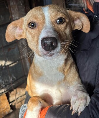 Saya, Mischling - Hündin