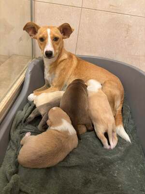 Saya, Mischling - Hündin