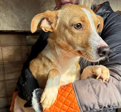 Saya, Mischling - Hündin