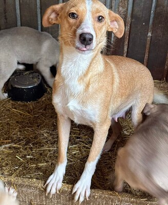 Saya, Mischling - Hündin