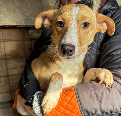 Saya, Mischling - Hündin