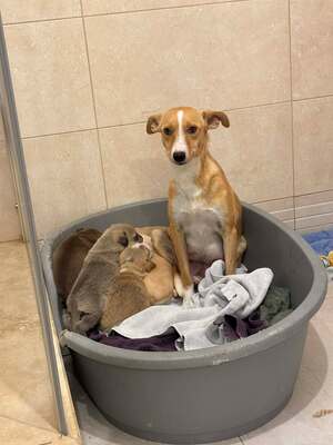 Saya, Mischling - Hündin