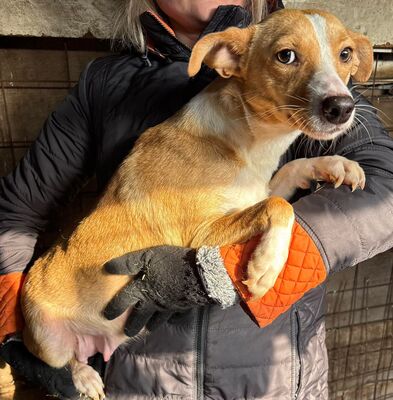 Saya, Mischling - Hündin