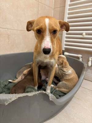 Saya, Mischling - Hündin