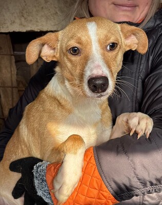 Saya, Mischling - Hündin