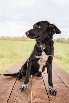 Sayana - bewegungsfreudig, verspielt, schüchtern, verschmust, anhänglich