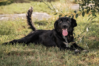 Sayana - bewegungsfreudig, verspielt, schüchtern, verschmust, anhänglich, Mischling (Video-Link vorhanden) - Hündin