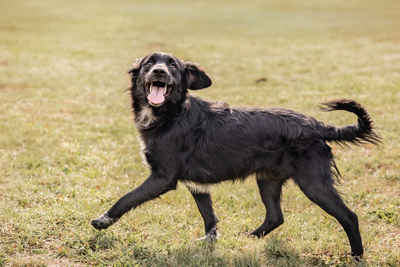 Sayana - bewegungsfreudig, verspielt, schüchtern, verschmust, anhänglich, Mischling (Video-Link vorhanden) - Hündin
