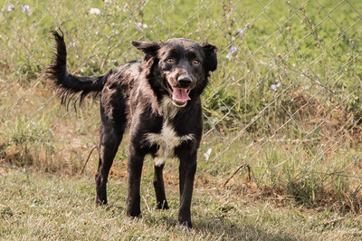 Sayana - bewegungsfreudig, verspielt, schüchtern, verschmust, anhänglich, Mischling (Video-Link vorhanden) - Hündin