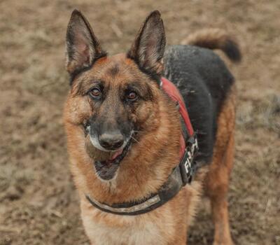 Scar Deutscher Schäferhund Rüde sucht seine Familie, Deutscher Schäferhund - Rüde