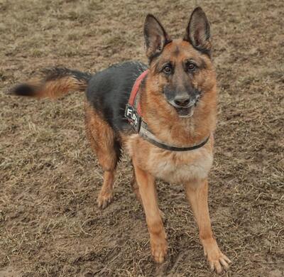 Scar Deutscher Schäferhund Rüde sucht seine Familie, Deutscher Schäferhund - Rüde