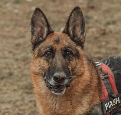 Scar Deutscher Schäferhund Rüde sucht seine Familie, Deutscher Schäferhund - Rüde