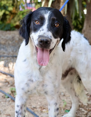 Scar, Irish Setter - Mix - Rüde