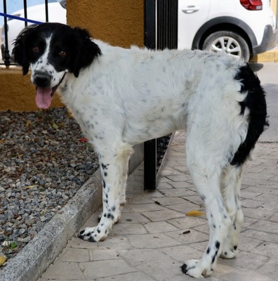 Scar, Irish Setter - Mix - Rüde