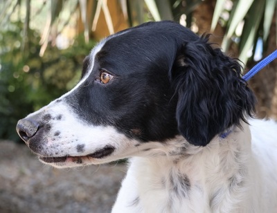 Scar, Irish Setter - Mix - Rüde